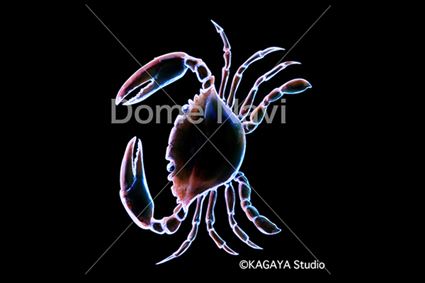 かに座KAGAYA星座絵